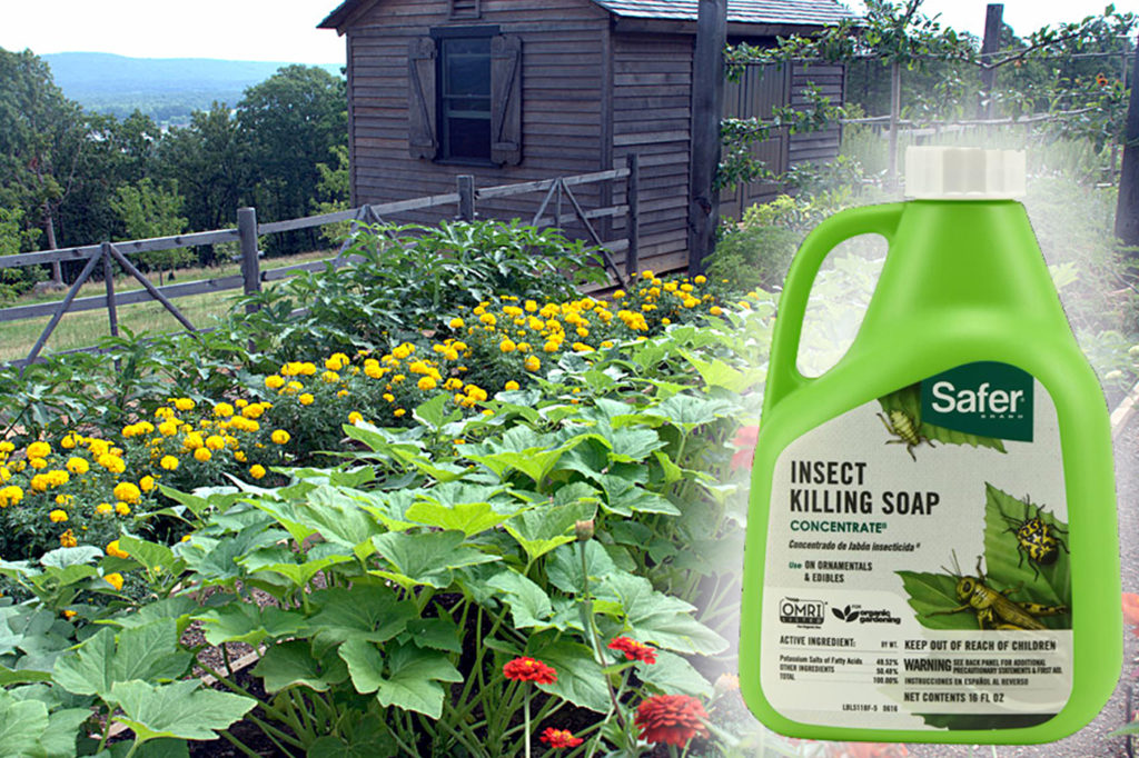 How to get rid Whitefly an organic way Organic control of Whiteflies