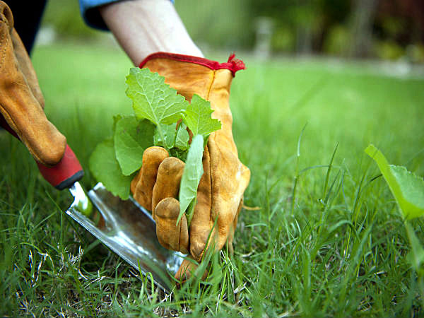 10 ways you prevent the Plant diseases How to control Plant diseases