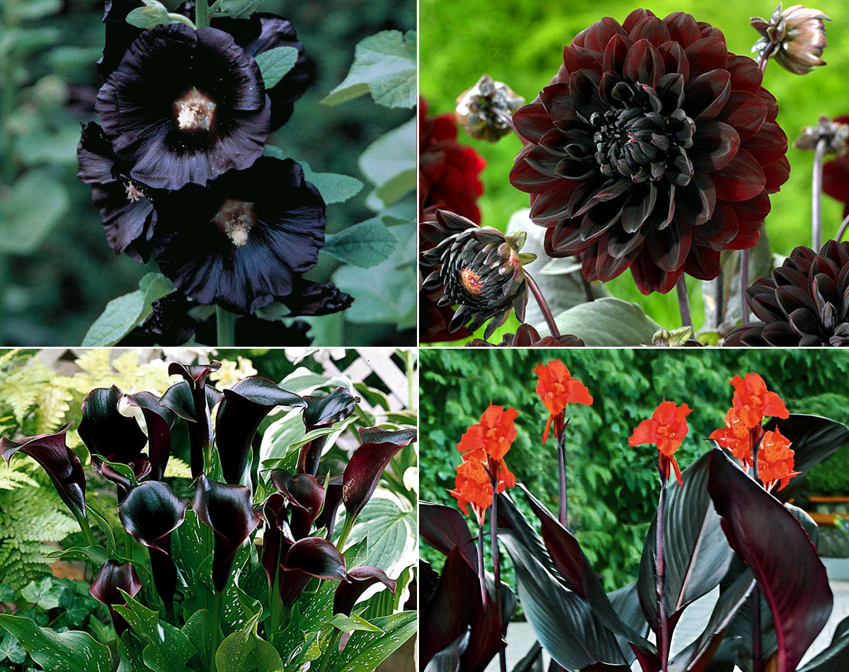 9 Dark Dramatic flowers Black flowers Dramatic plants NatureBring