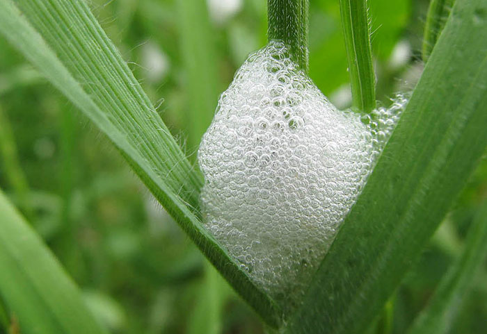 How to get rid of Spittlebugs by the organic way Nature Bring