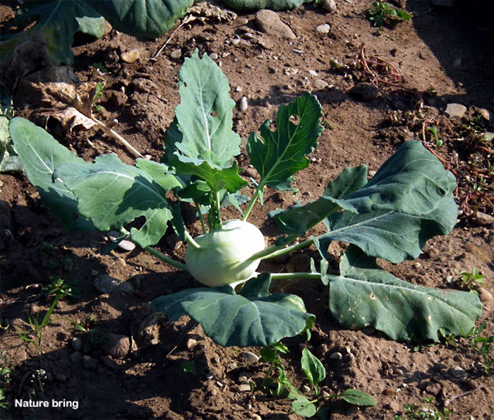 How to Grow Kohlrabi at home Growing Kohlrabi Naturebring