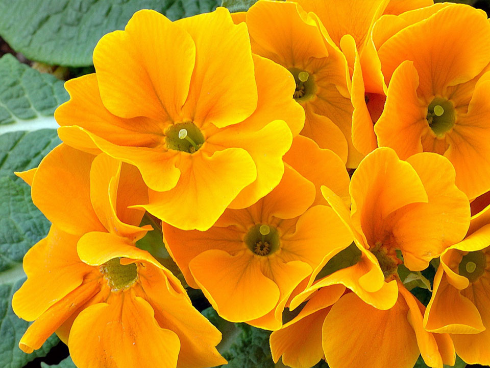 7 container plants for Spring garden flowering plants