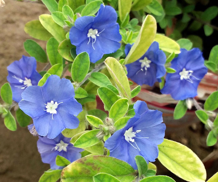 Best Blue flowers How to grow Blue flowers Growing Blue flowers