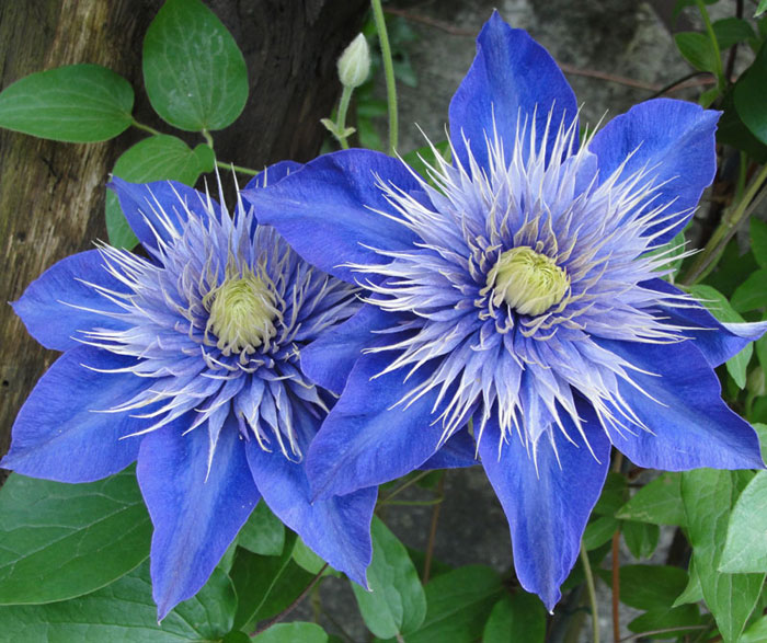 Best Blue flowers How to grow Blue flowers Growing Blue flowers