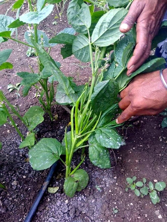 How to Grow Cluster Beans Growing Cluster beans Guar care