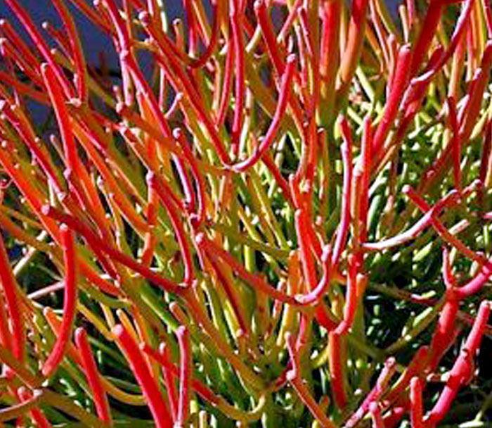 How to grow Pencil Cactus Plant Euphorbia Tirucalli