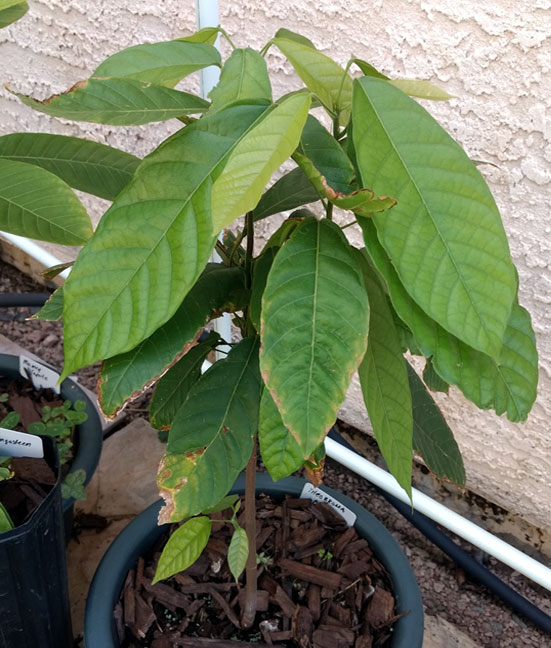 Growing Cocoa tree Cocoa plant Health Benefits of Cocoa Cocoa