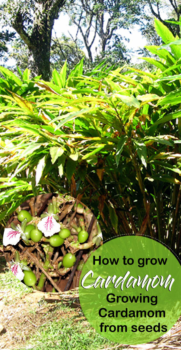 How to Grow Cardamom Growing Cardamom from seeds Naturebring