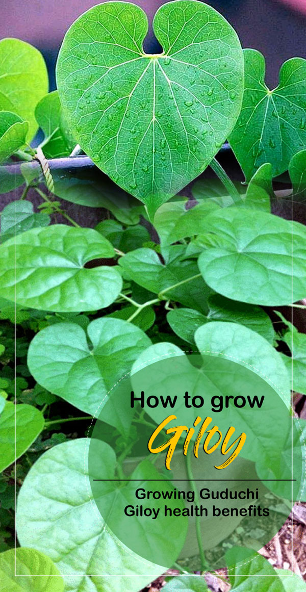 How to Grow Giloy Growing Guduchi Giloy benefits Naturebring
