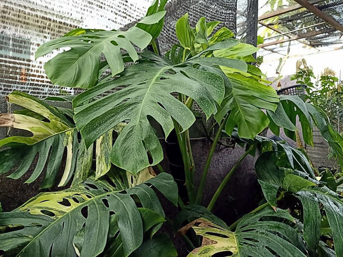 How to grow Monstera Deliciosa Monstera plant Care