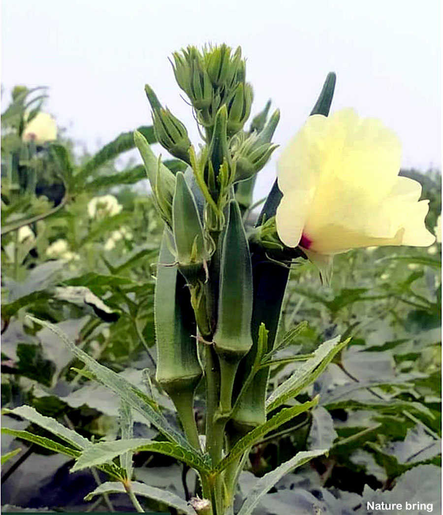 Growing Okra in Pots How to Grow Okra from Seeds