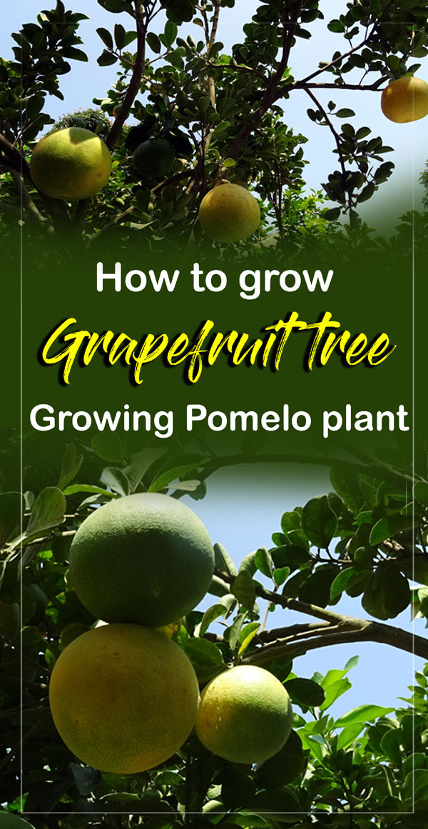 How to grow Grapefruit tree Growing grapefruit plant Pomelo