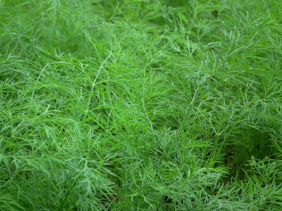 How to grow Dill plant Growing Dill Soya plant care Naturebring