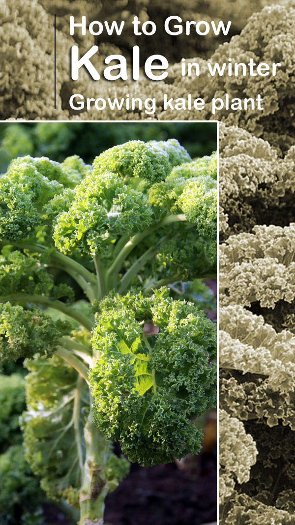How to Grow Kale in winter kale plant Growing Kale in India