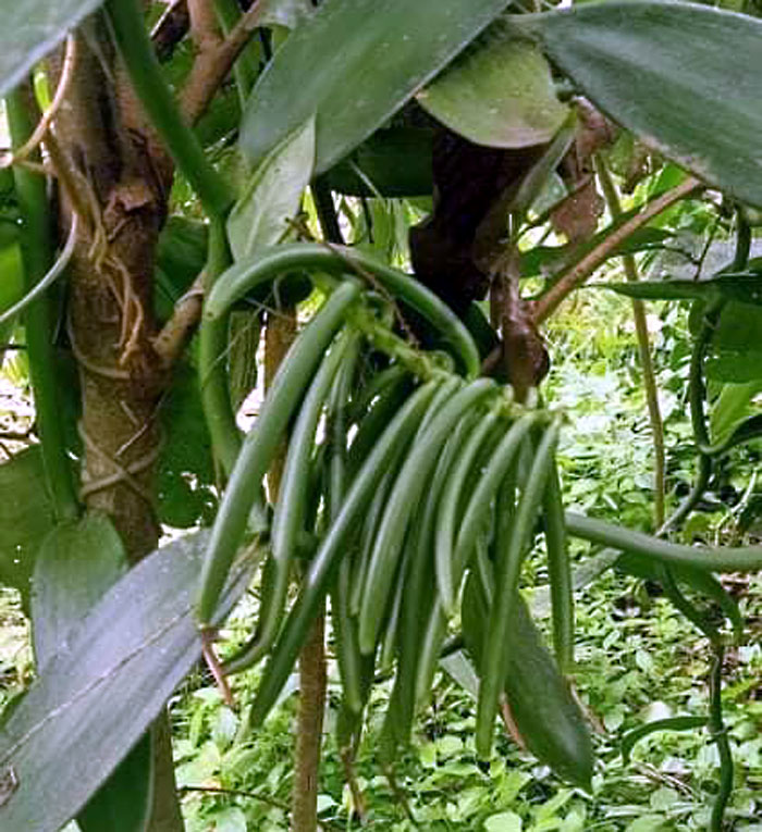 Growing Vanilla Beans plant in your backyard Vanilla orchid care