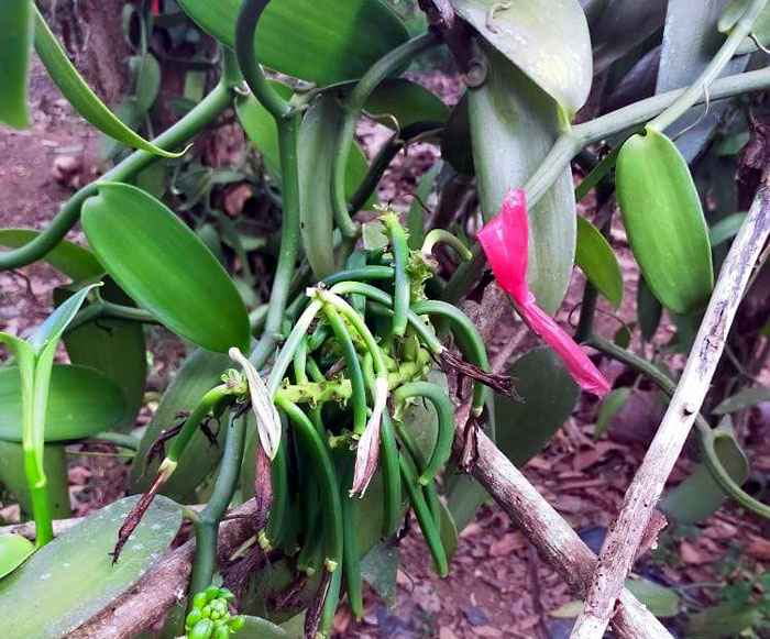 Growing Vanilla Beans plant in your backyard Vanilla orchid care