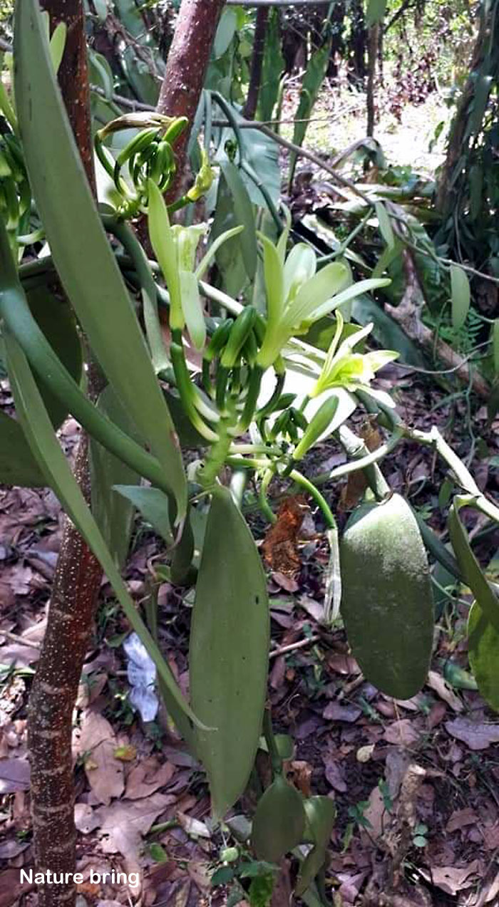 Growing Vanilla Beans plant in your backyard Vanilla orchid care