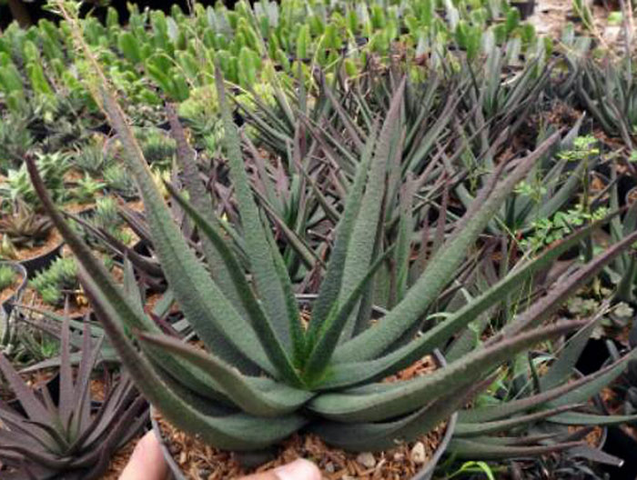 How to Grow and Care Aloe ‘Black Beauty’ Growing medicine plant Aloe