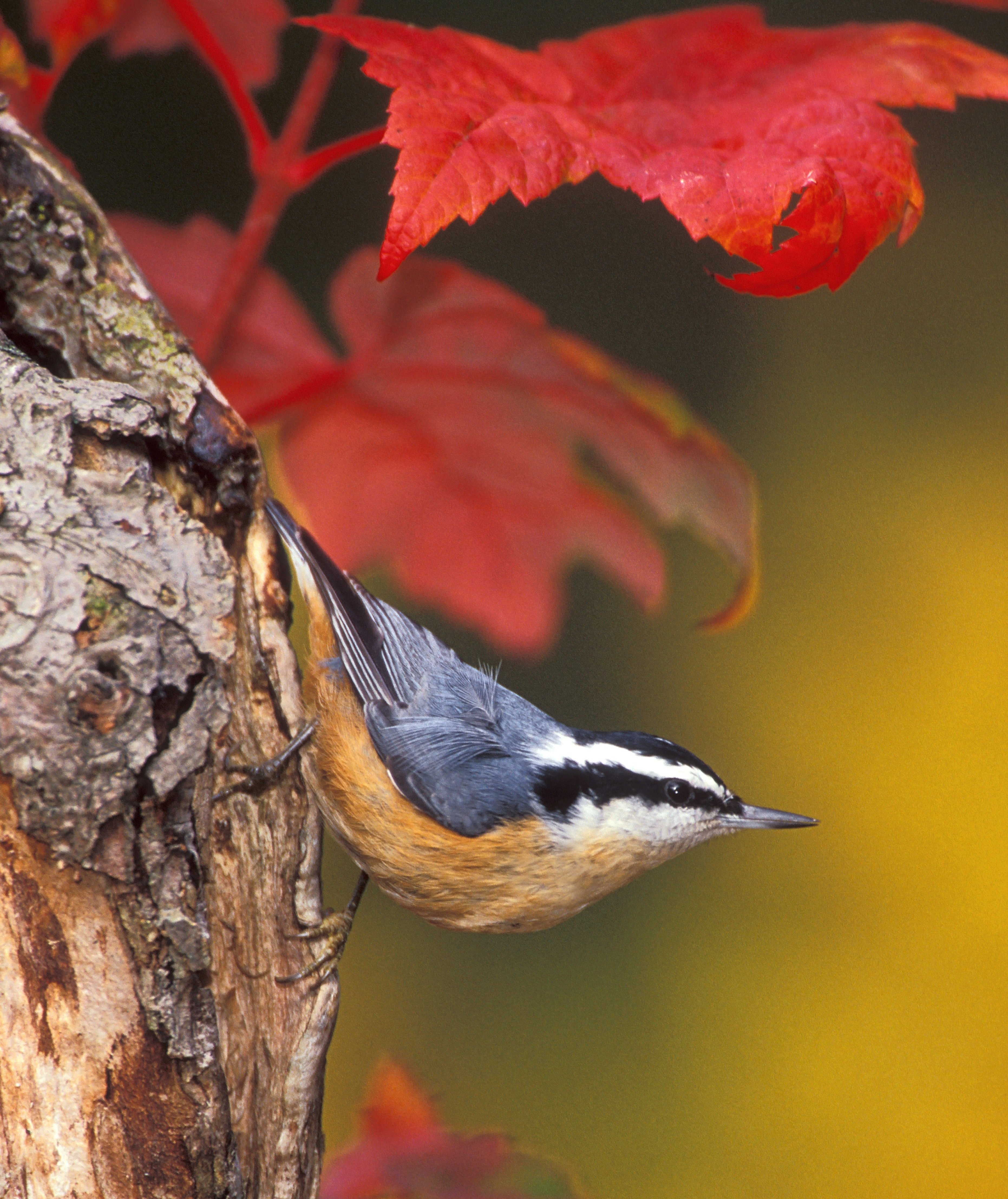Nature Canada Bird Tweet of the Week RedBreasted Nuthatch