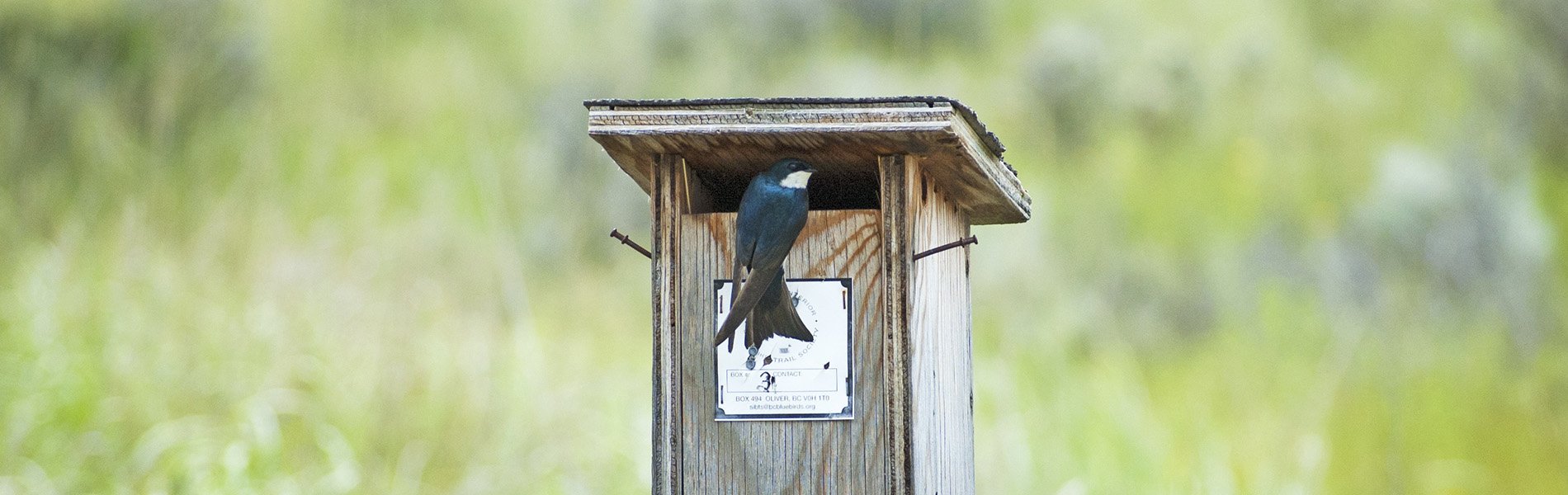 Tree Swallow Housing Nature Canada