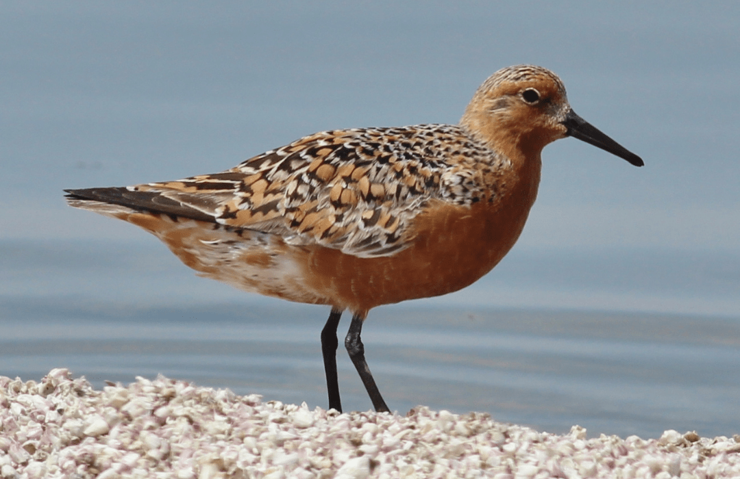 Red Knot Nature Canada