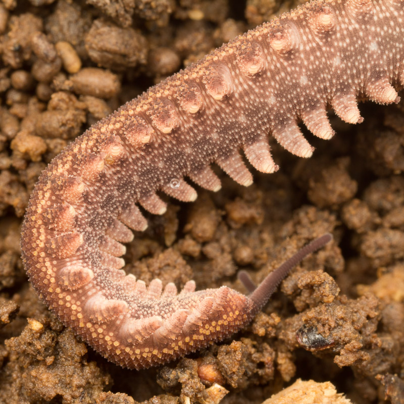 Subjects Velvet Worms Nature Closeups