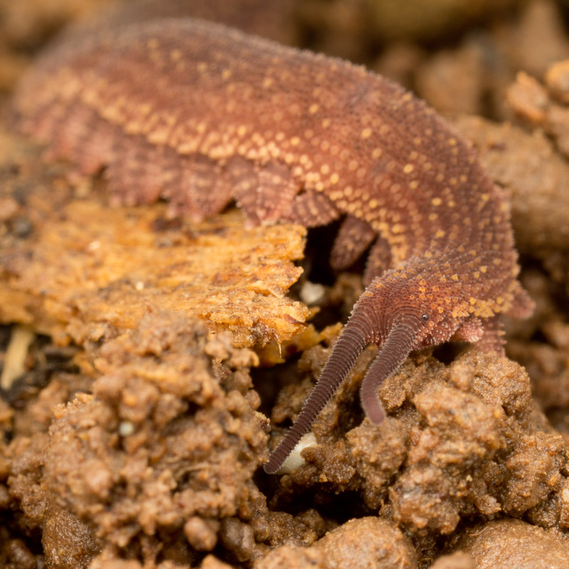 Subjects Velvet Worms Nature Closeups