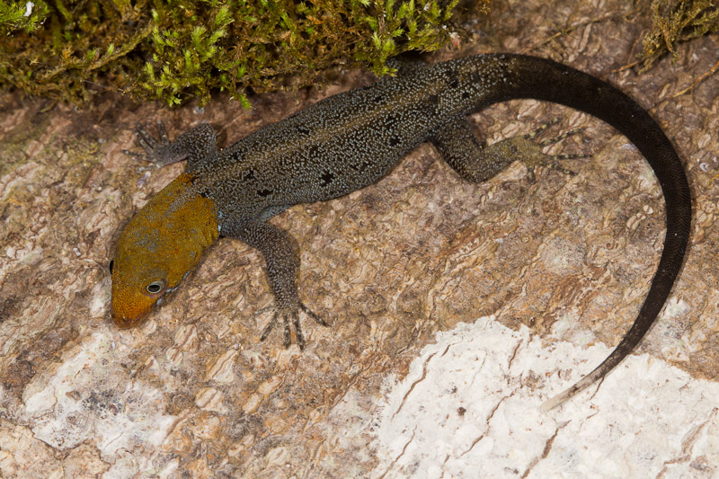 Subjects Lizards Nature Closeups