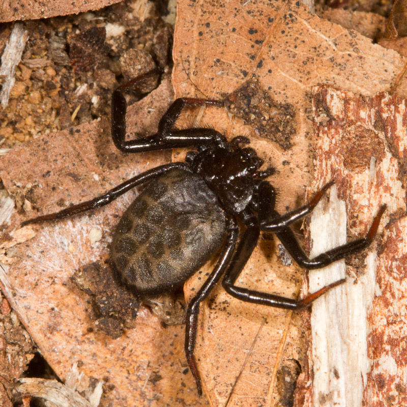 Odd Spider Nature Closeups