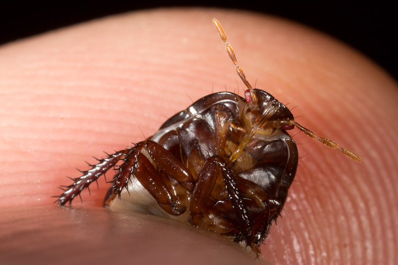 Subjects Burrowing Bugs Nature Closeups