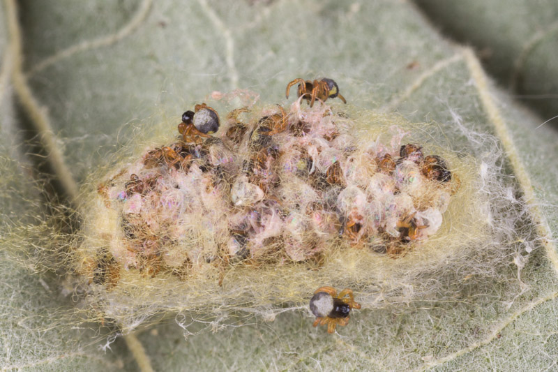 Sign Challenge 1 Reveal Spinybacked Spider Egg sac Nature Closeups