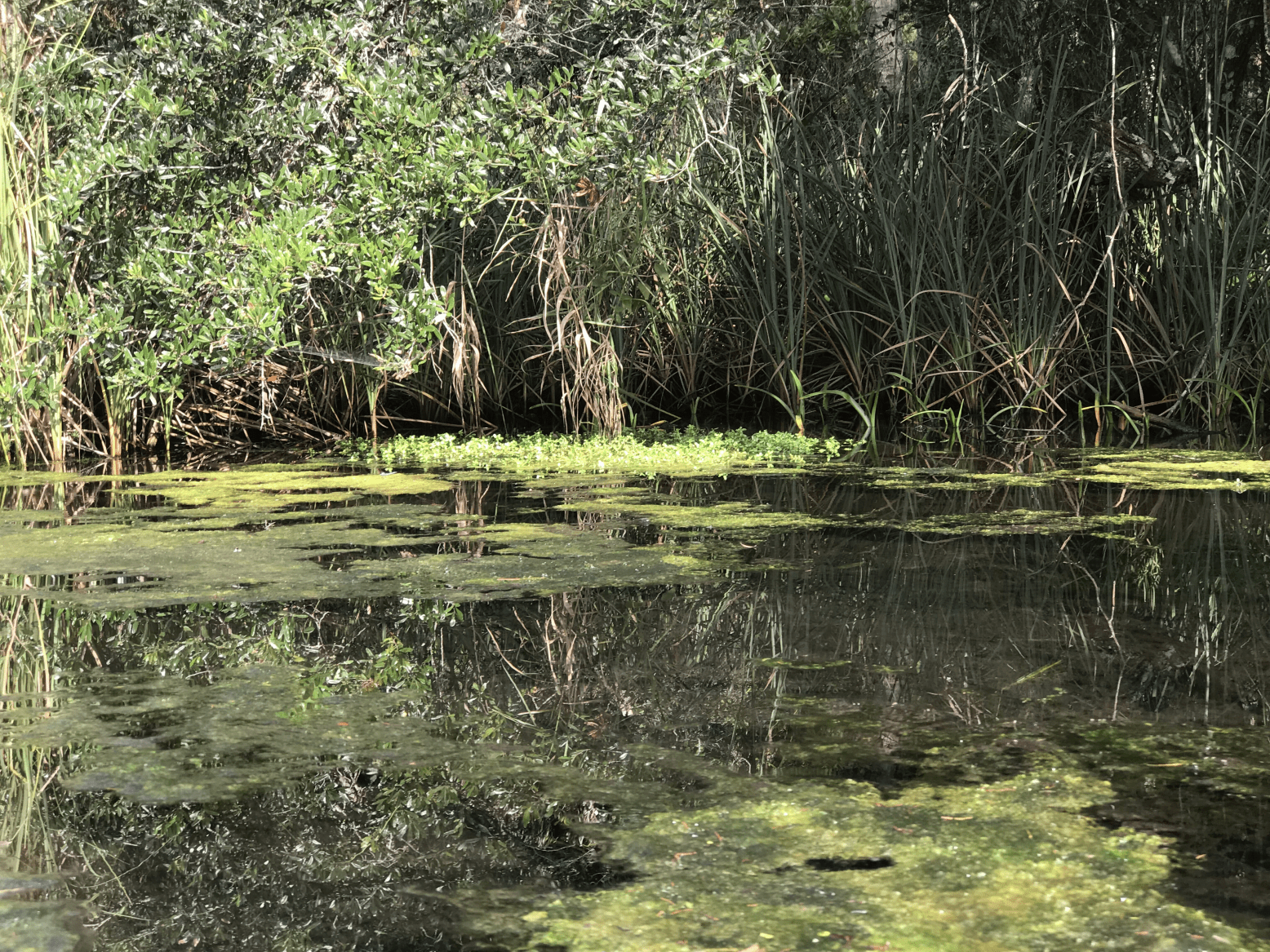 Discovering the Halls River by Kayak during Save our Waters Week