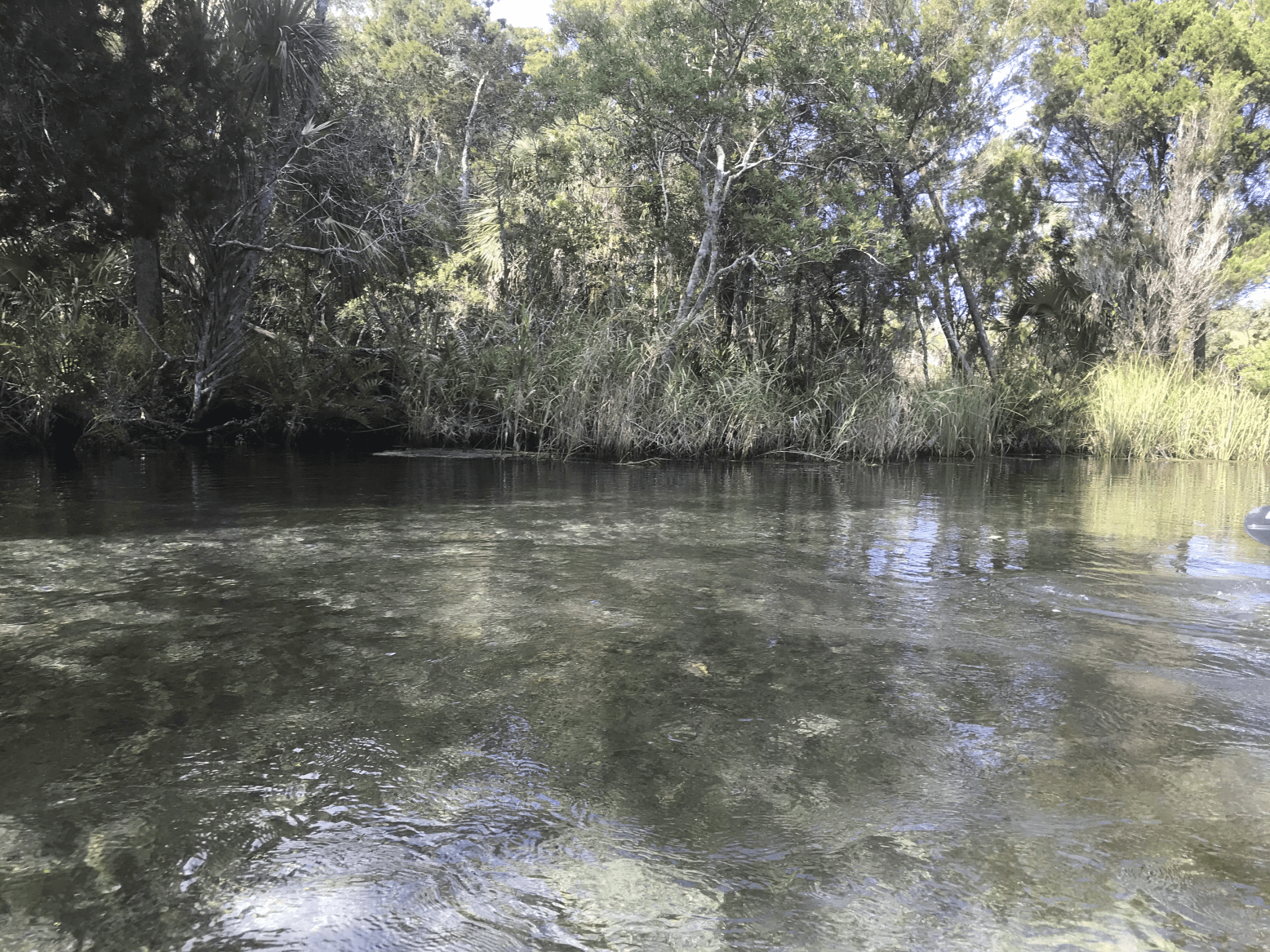 Discovering the Halls River by Kayak during Save our Waters Week
