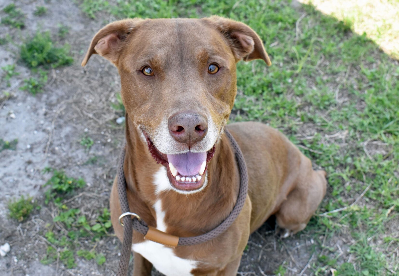 Pet of the Week Ireland and Reno