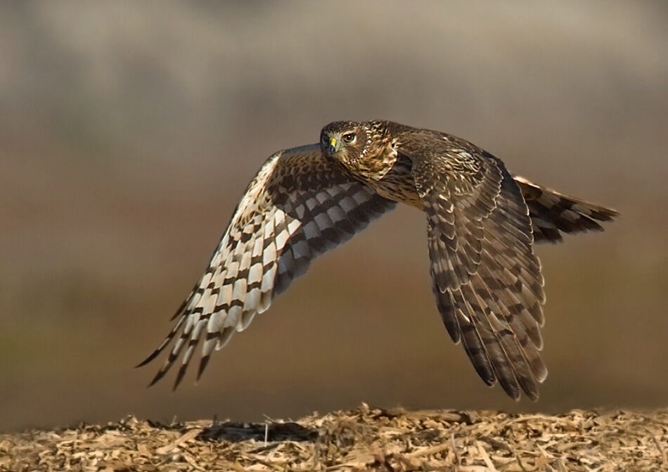 Northern Harrier Nature Collective