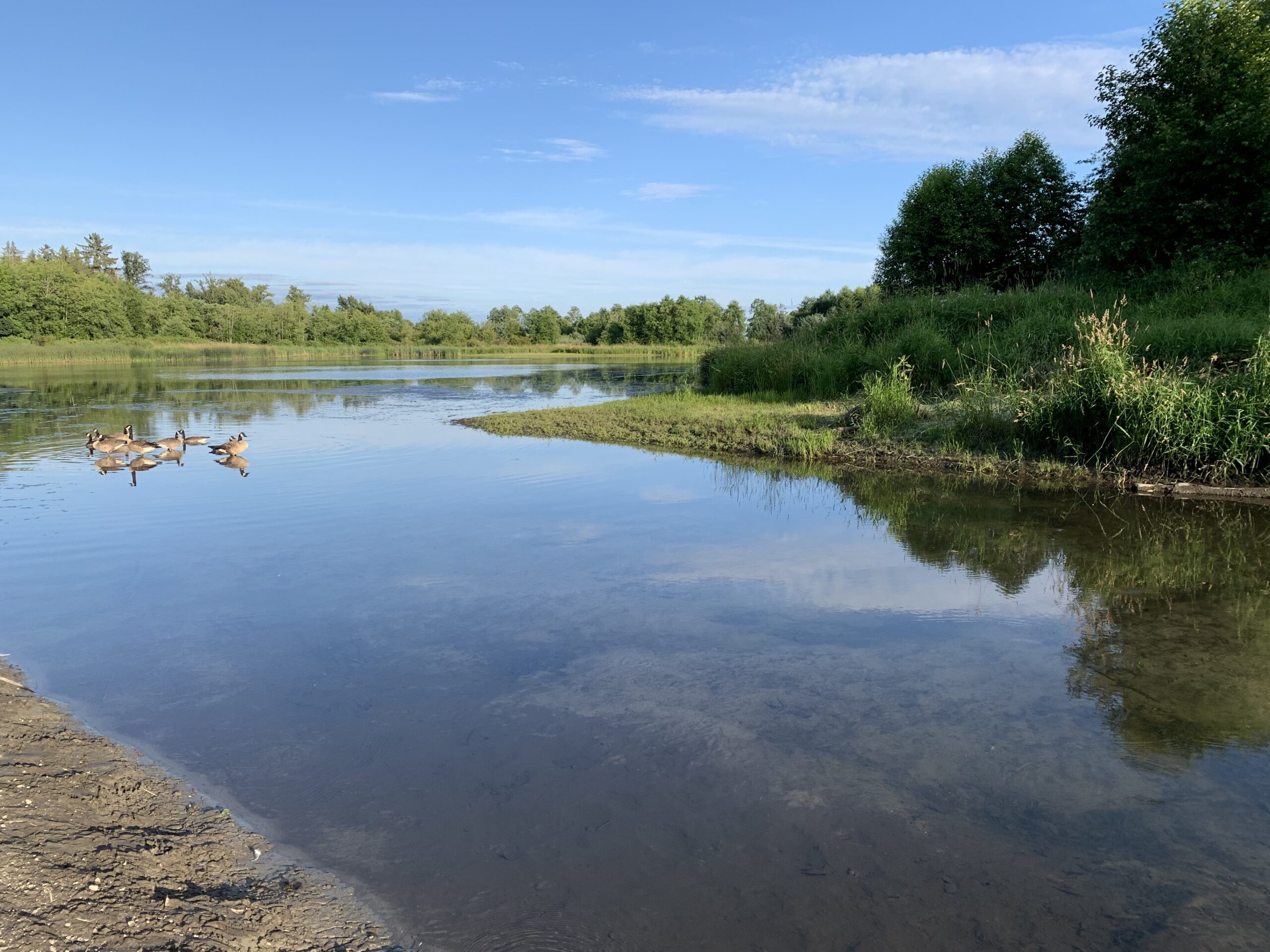 Surrey Lake Park Nature Connex