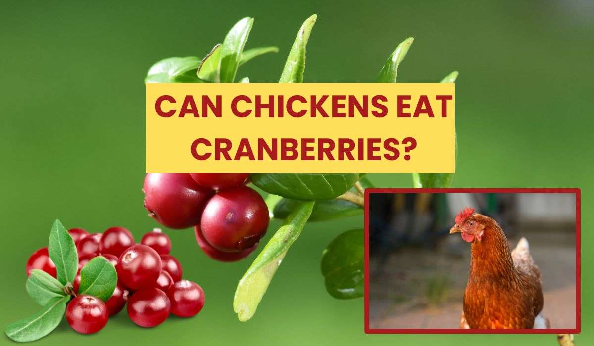 Can Chickens Eat Cranberries? The Ultimate Showdown