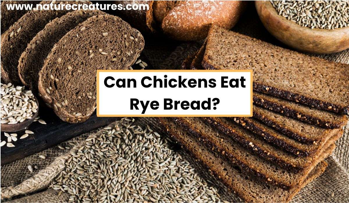 Can Chickens Eat Rye Bread? Breaking Down the Dos and Don't