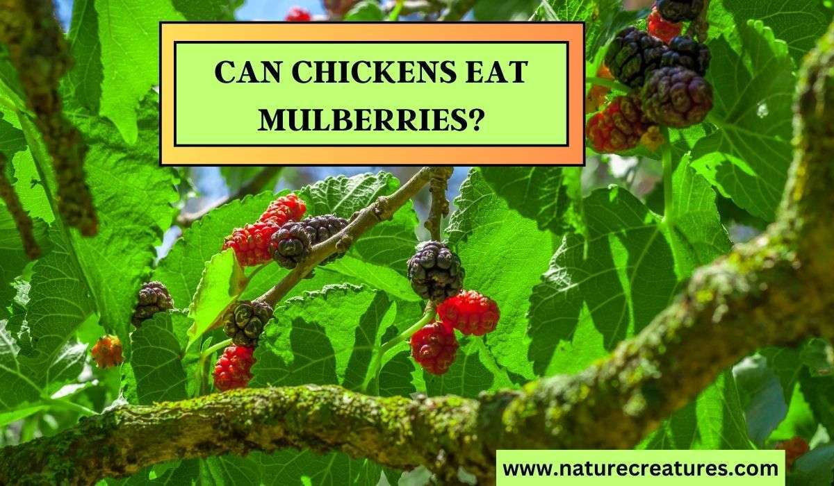 Can Chickens Eat Mulberries? Unlocking 10 Hidden Benefits