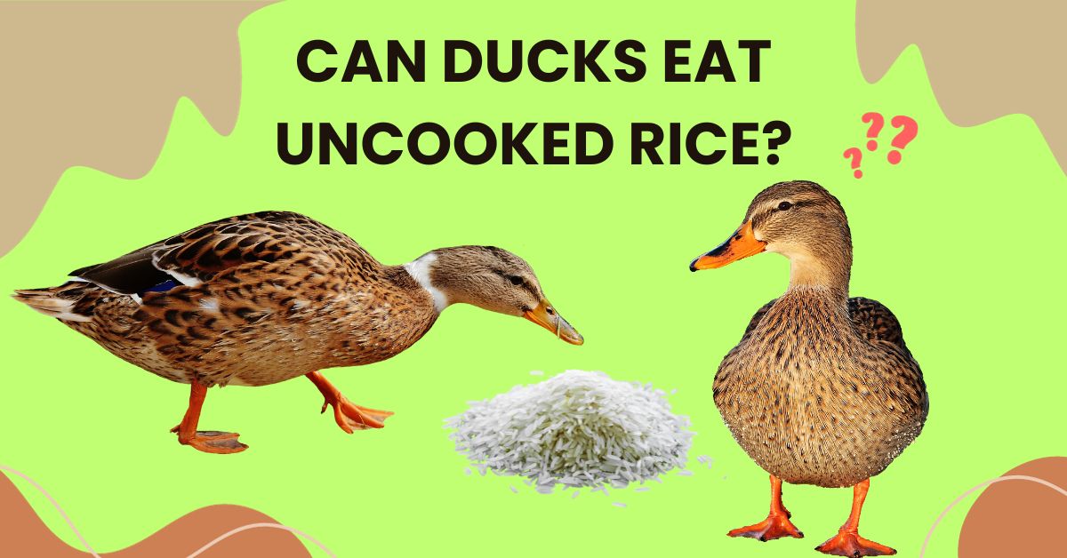 Can Ducks Eat Uncooked Rice? 6 Surprising Health Benefits