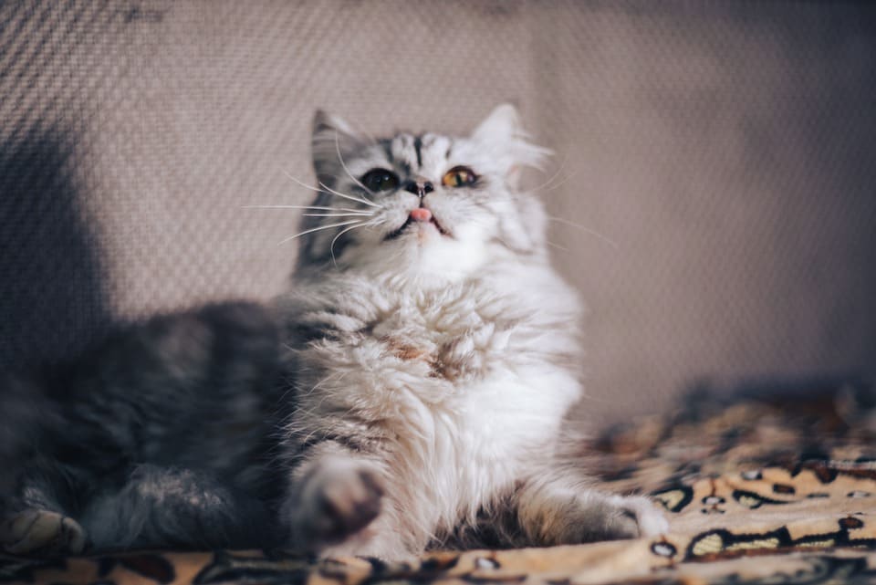 √ chat qui urine 313396Chat qui urine