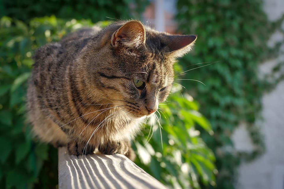 Comment protéger fenêtre, balcon, terrasse pour que mon