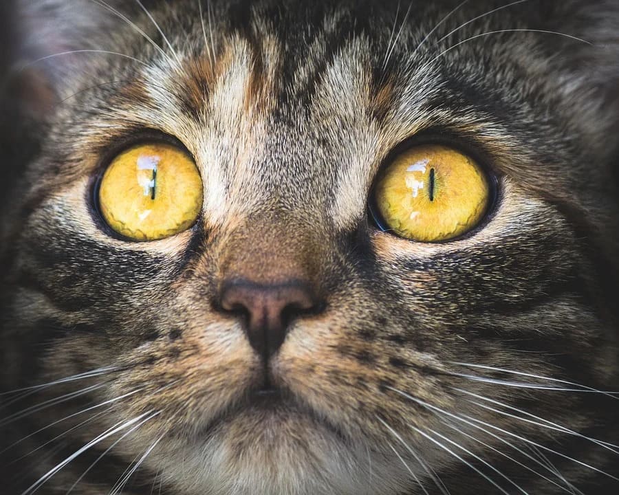 Chat qui a les yeux qui coulent jaune Pourquoi et que