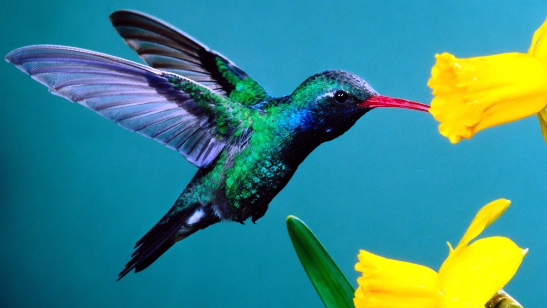 Hummingbirds Magic in the Air PBS (2010) Natural History Nature