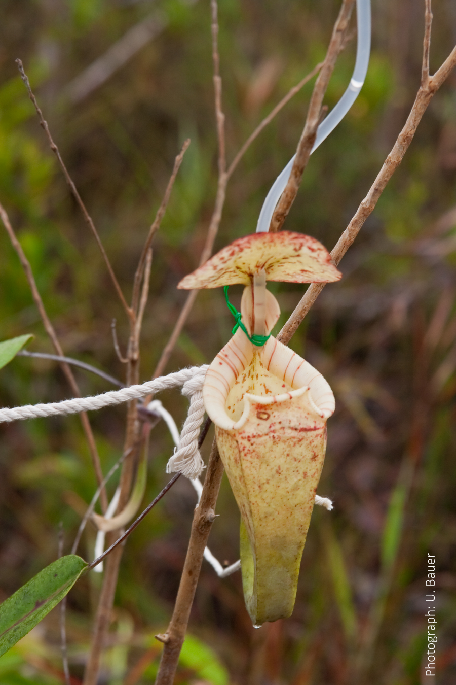 Carnivorous Pitcher Plant Catches Ants by Changing Slipperiness of