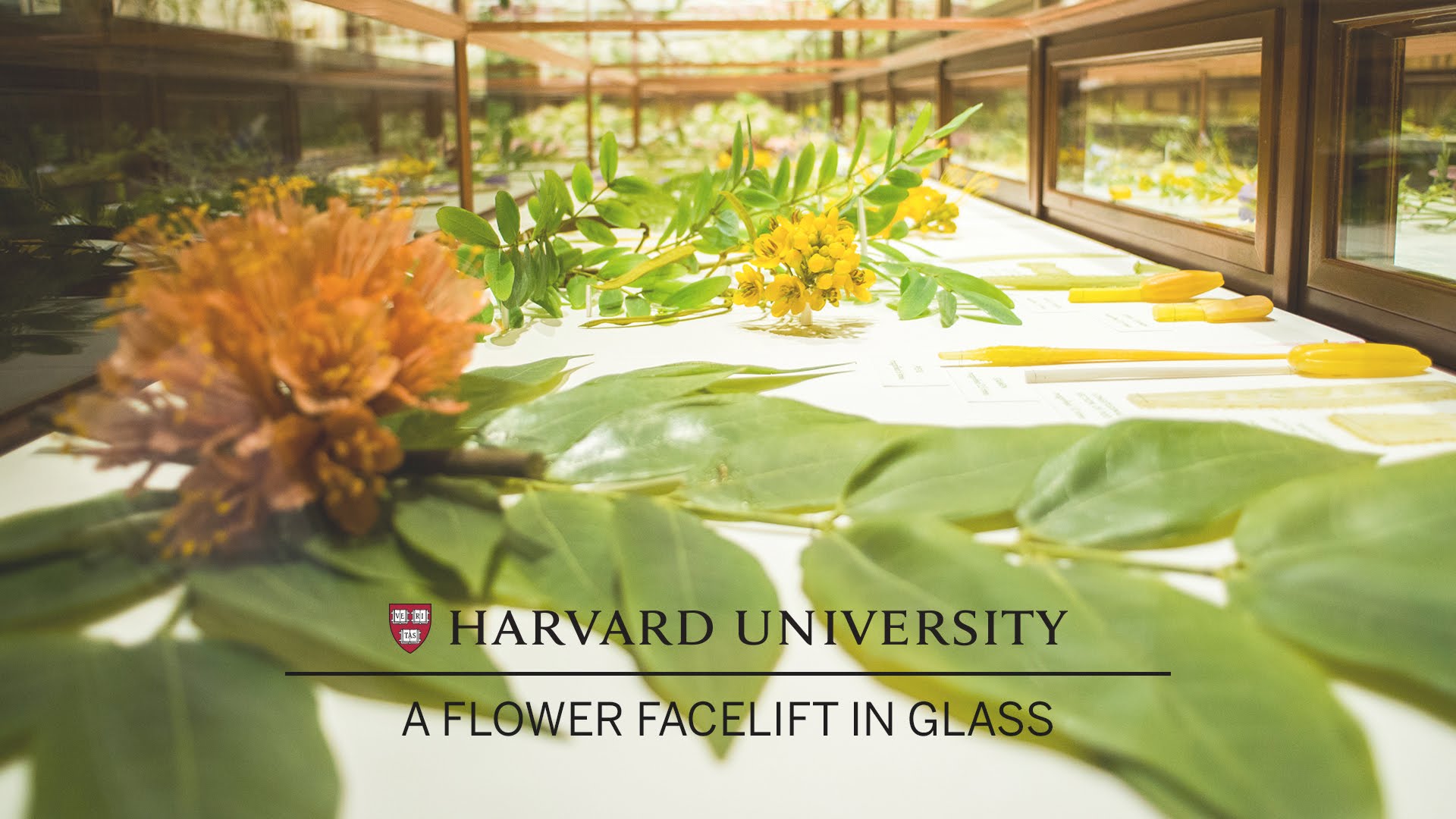 Harvard Restores the Famed Collection of Blaschka Glass Plant Models