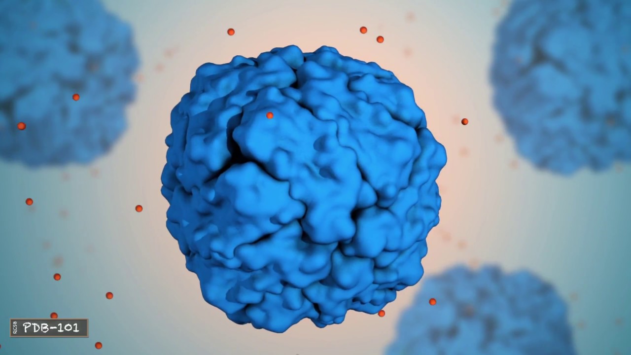 What is a Protein? Protein Data Bank/RCSB Natural History Nature