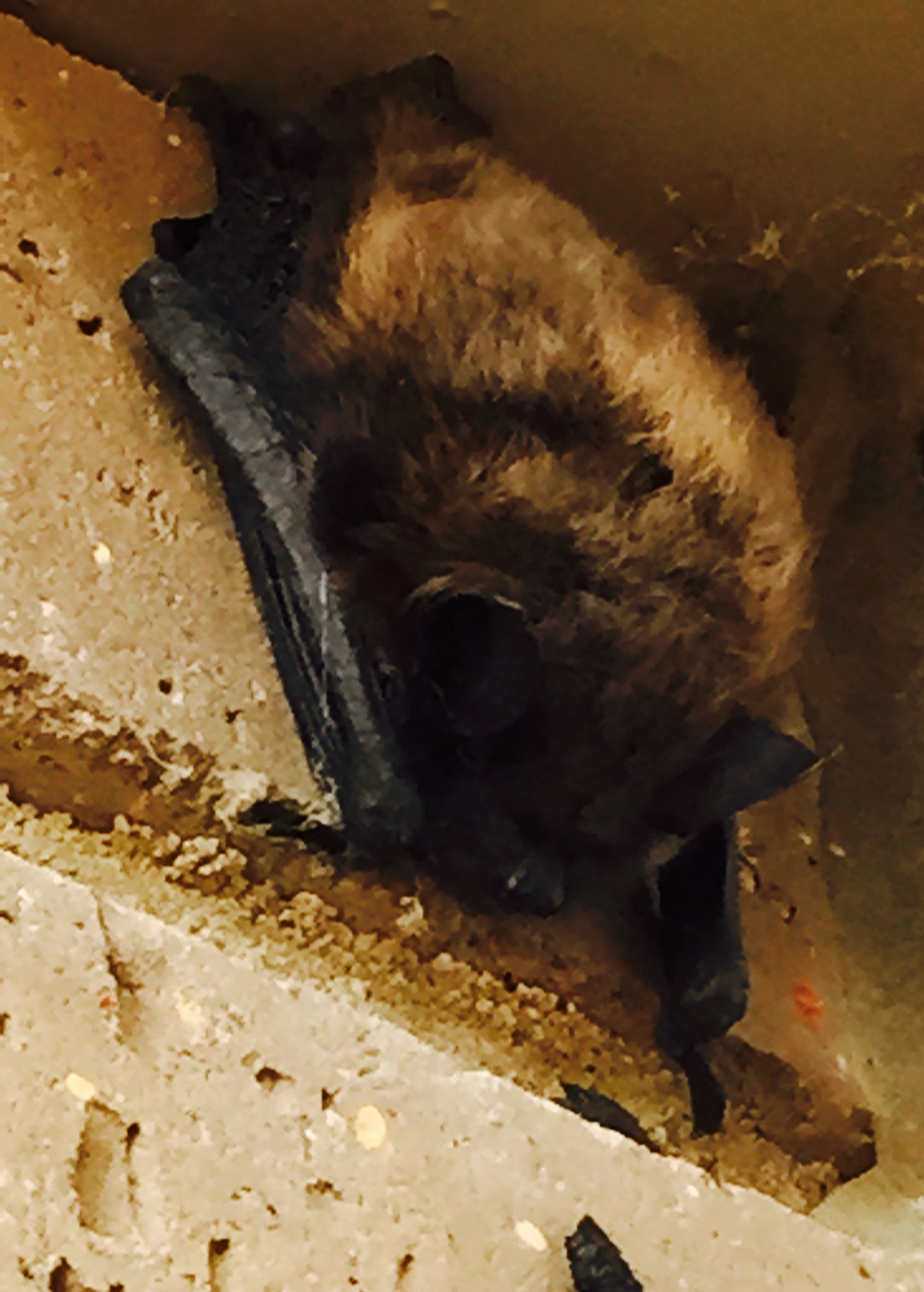 Going Bats Nature Edmonton