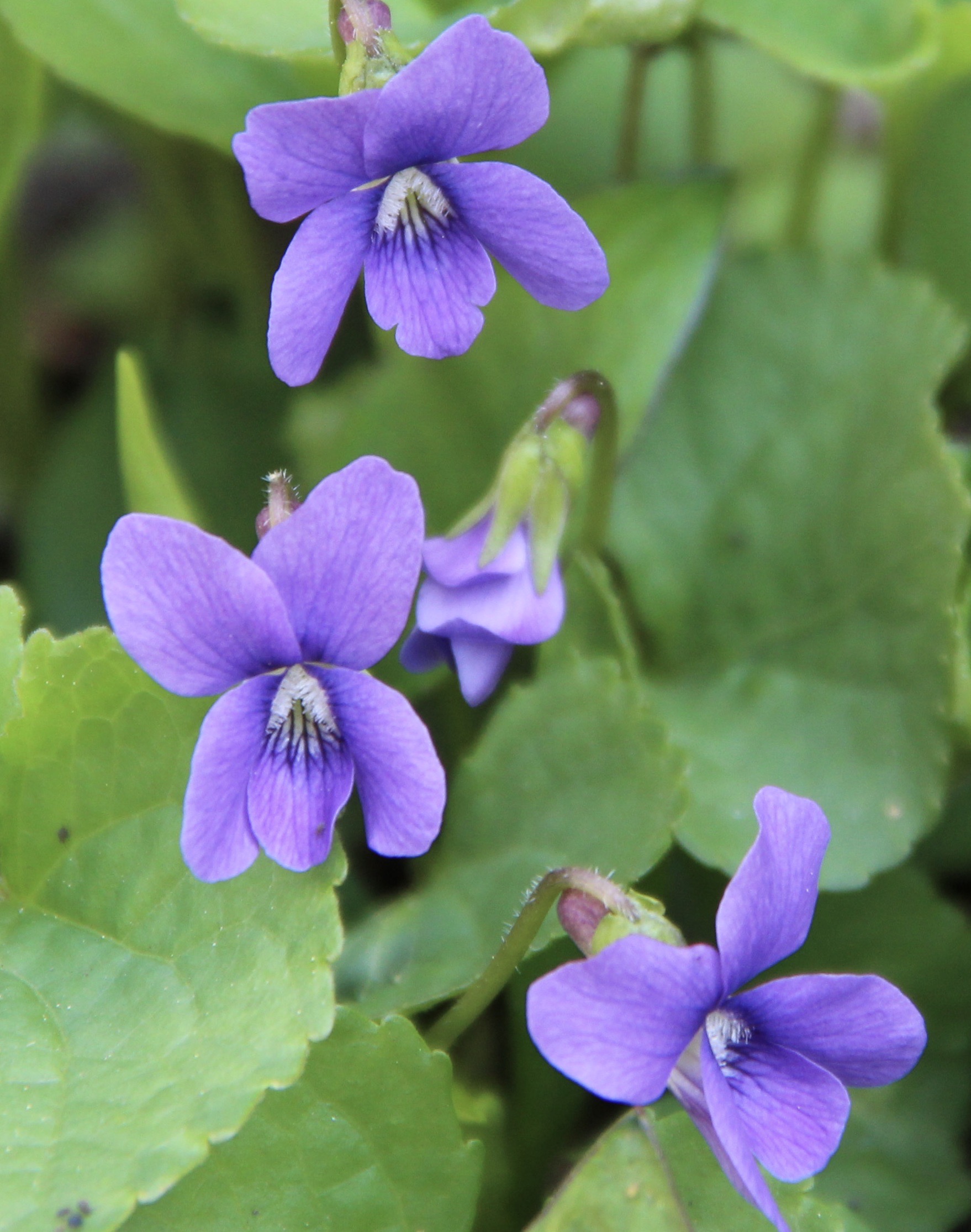 Violets Aren’t Always Violet! – Nature, Garden, Life