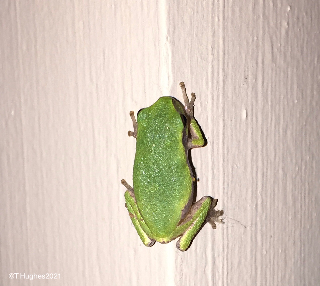 Gray Tree Frogs Nature, Garden, Life